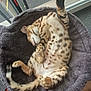 Aïko participe au concours pour gagner de l'argent avec cette photo : cat, sleeping, spotted, furry, paw, cozy_bed, indoor, relaxed, pet, animal, tail, tile_floor, foot, feathers, door, mat, nap, domestic_cat, resting, cute