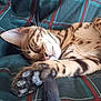 Aïko participe au concours pour gagner de l'argent avec cette photo : cat, sleeping, paw, fur, striped, close_up, cozy, resting, pet, animal, whiskers, nose, ear, blanket, pattern, relaxation, indoor, cute, feline, nap