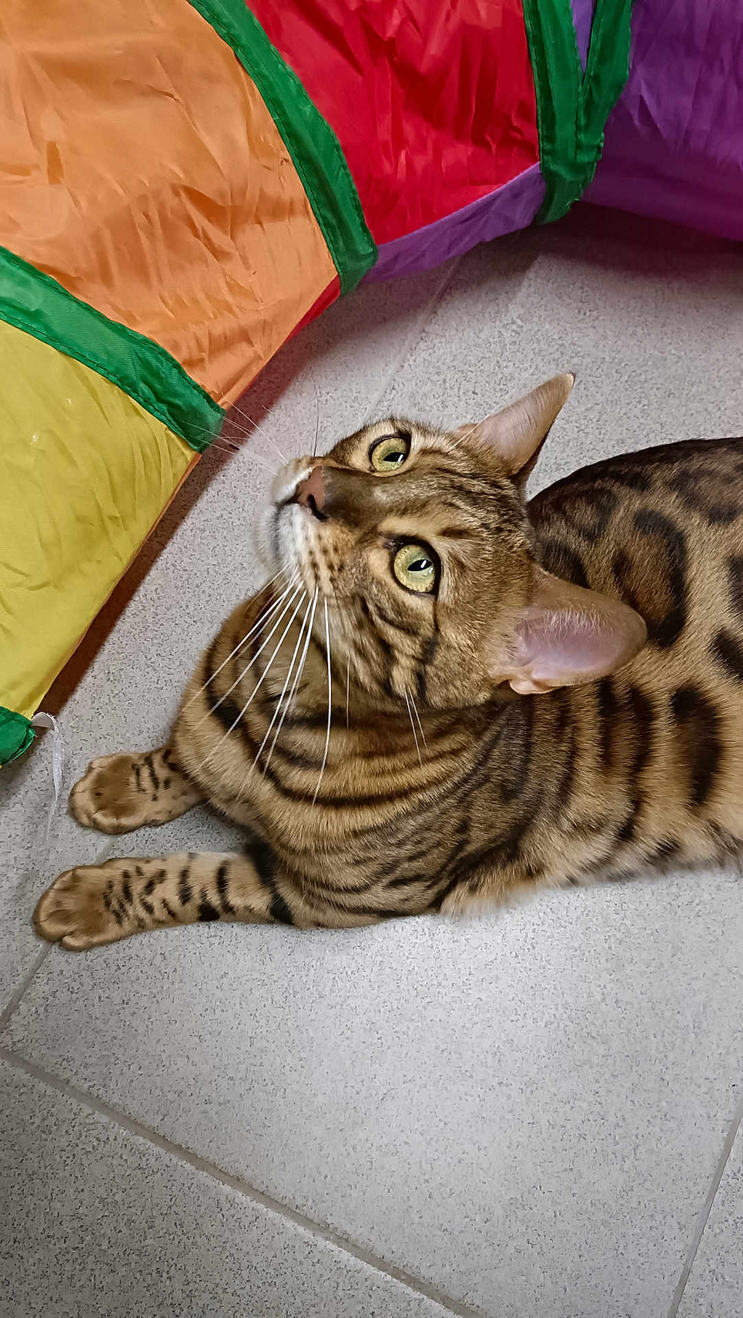 Aïko participe au concours pour gagner de l'argent avec cette photo : cat, bengal_cat, tabby, pet, whiskers, green_eyes, tiled_floor, toy_tunnel, indoor, fur, spots, relaxed, looking_up, portrait, close_up, ears, paw, playful, domestic_animal, pet_toy