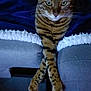 Aïko a rejoint le concours — aidez-le/la à gagner de superbes lots ! cat, bengal_cat, feline, pet, tabby, stripes, green_eyes, whiskers, paws, crossed_paws, blanket, couch, sofa, indoor, resting, domestic_animal, close_up, portrait, cozy, furniture