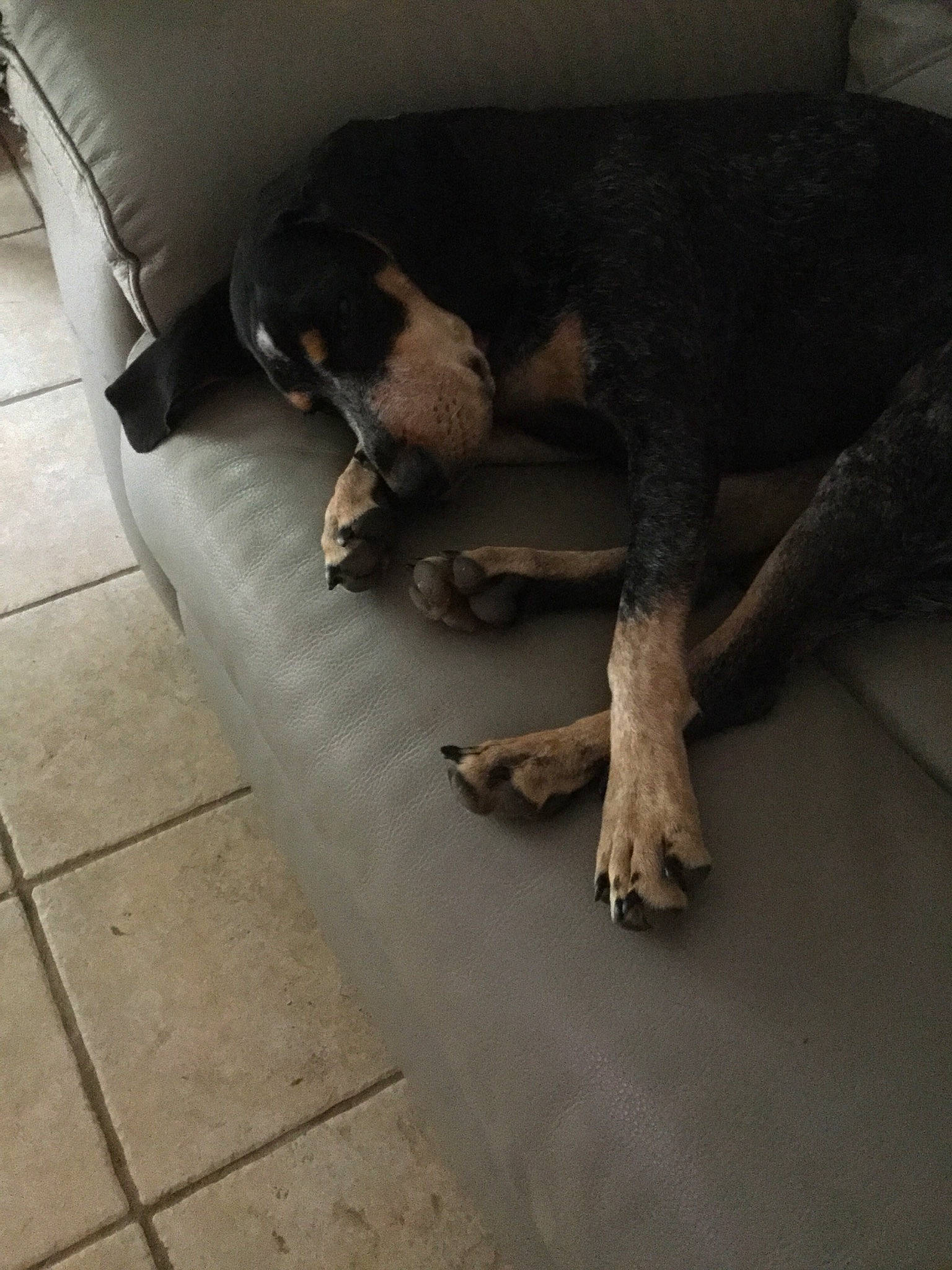 Bella joined the competition — help win amazing prizes! canidae, carnivore, dog, dog_breed, floor, snout, sporting_group, street_dog, tail