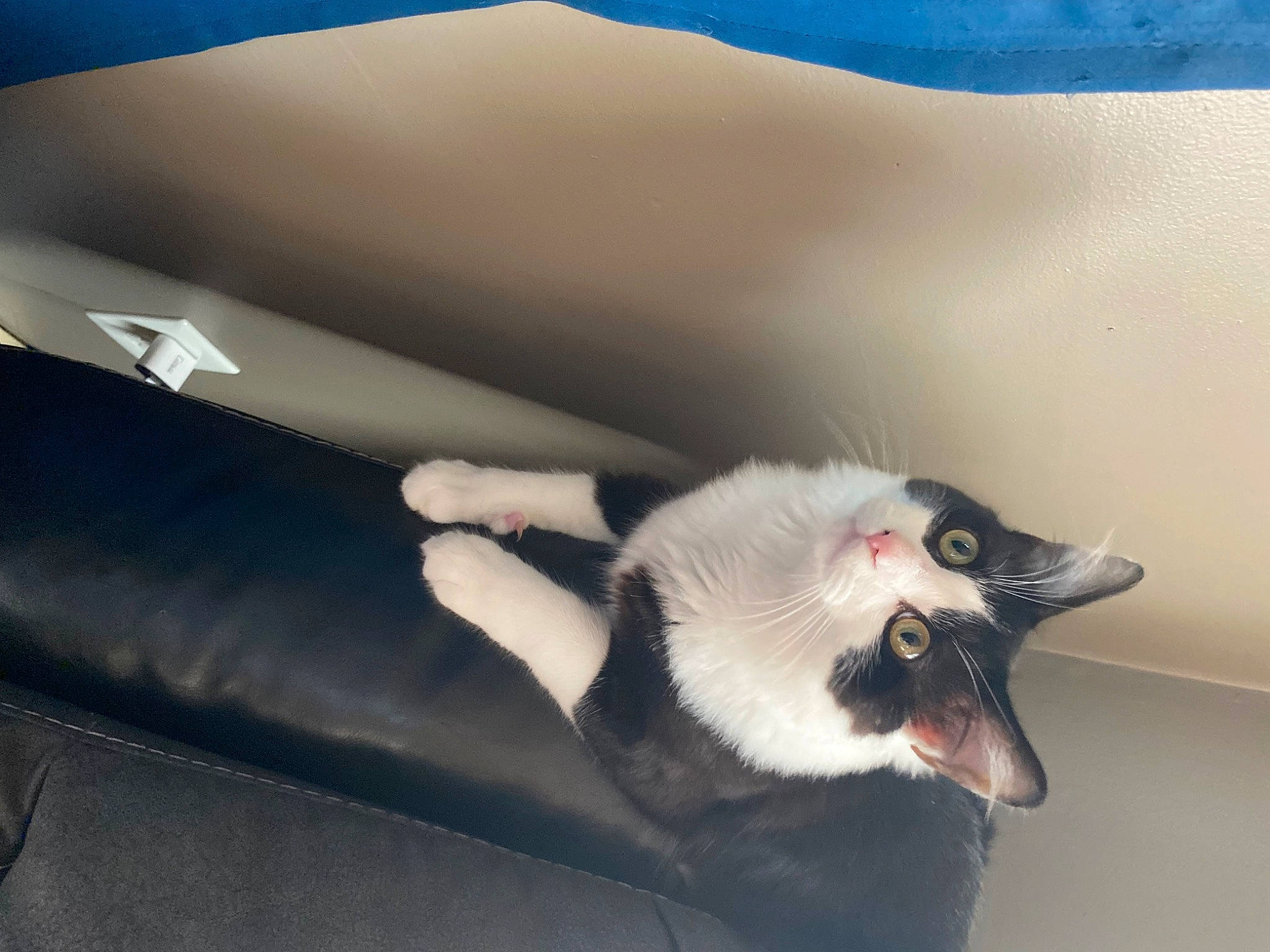 King is registered to the contest to win money with this photo: automotive_design, automotive_lighting, blue, carnivore, cat, claw, comfort, domestic_short_haired_cat, fang, felidae, foot, fur, hood, paw, small_to_medium_sized_cats, tail, tints_and_shades, whiskers, window, windshield