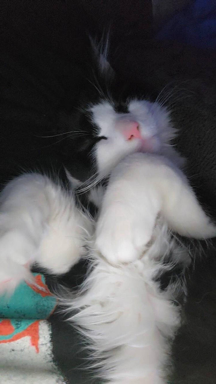 King is registered to the contest to win money with this photo: canidae, carnivore, cat, cat_toy, claw, companion_dog, dog_breed, felidae, foot, fur, paw, small_to_medium_sized_cats, tail, toe, whiskers