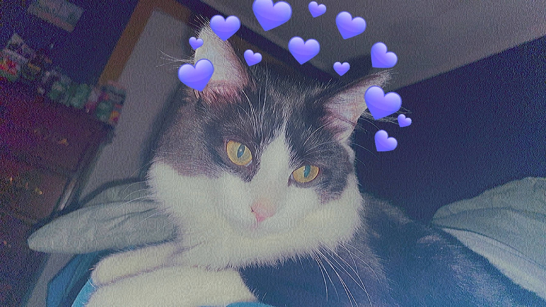 King joined the competition — help win amazing prizes! art, carnivore, cat, domestic_short_haired_cat, electric_blue, event, felidae, fur, magenta, paw, small_to_medium_sized_cats, tail, whiskers