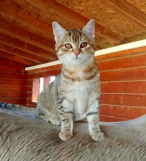 étoile a rejoint le concours — aidez-le/la à gagner de superbes lots ! carnivore, cat, claw, domestic_short_haired_cat, fawn, felidae, fur, hardwood, paw, sitting, small_to_medium_sized_cats, snout, tail, terrestrial_animal, whiskers, window, wood