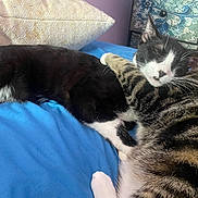 Herbie Tweet is registered to the contest to win money with this photo: cat, cats, black_and_white_cat, tabby_cat, snuggling, sleeping, bed, blanket, feline, pet, animal, resting, cozy, indoor, cute, whiskers, paw, fur, close_up, relaxing