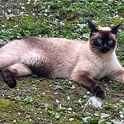 Apple participe au concours pour gagner de l'argent avec cette photo : siamese_cat, cat, animal, pet, outdoor, grass, moss, flower_petals, fence, greenery, lying_down, alert, blue_eyes, dark_face, four_legs, fur, nature, daylight, whiskers, tail