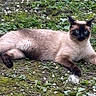 siamese_cat, cat, animal, pet, outdoor, grass, moss, flower_petals, fence, greenery, lying_down, alert, blue_eyes, dark_face, four_legs, fur, nature, daylight, whiskers, tail