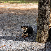 Hank joined the competition — help win amazing prizes! animal, black, brown, cable, calm, collar, daytime, dog, gravel, leisure, nature, outdoor, pet, resting, rural, shadow, sunlight, trailer, tree, woodpile