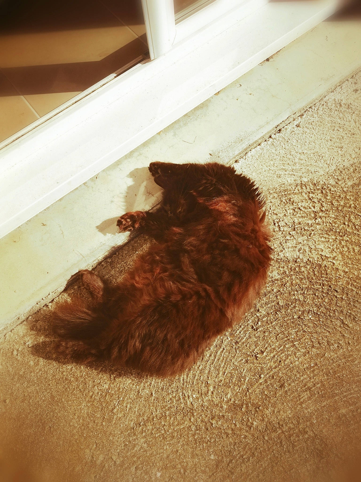 Maki a rejoint le concours — aidez-le/la à gagner de superbes lots ! brown, carnivore, cat, dog_breed, fawn, felidae, floor, flooring, fur, hardwood, liver, mammal, shadow, small_to_medium_sized_cats, sporting_group, tail, terrestrial_animal, tints_and_shades, whiskers, wood