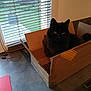 Maki a rejoint le concours — aidez-le/la à gagner de superbes lots ! black_cat, box, cardboard, carnivore, carton, cat, comfort, domestic_short_haired_cat, felidae, floor, flooring, hardwood, package_delivery, packaging_and_labeling, shipping_box, small_to_medium_sized_cats, whiskers, window, window_blind, wood