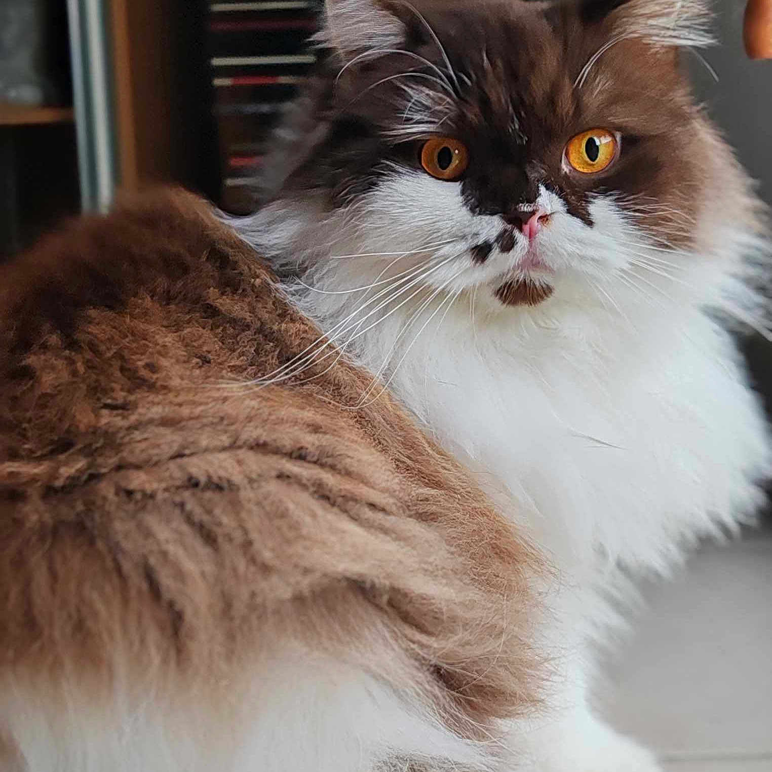 Uzzy