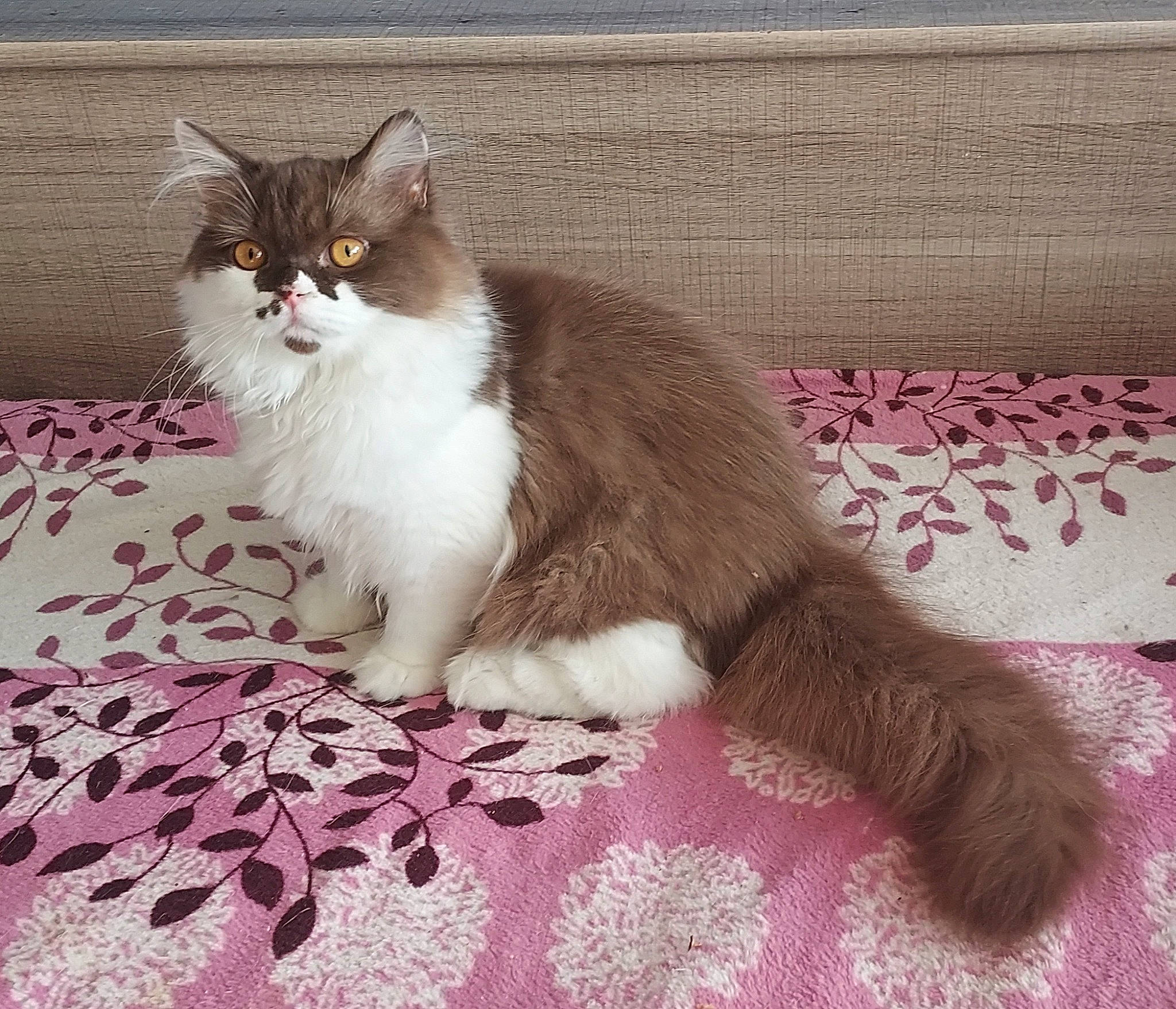 Uzzy a rejoint le concours — aidez-le/la à gagner de superbes lots ! carnivore, cat, claw, comfort, domestic_short_haired_cat, felidae, foot, fur, groundcover, magenta, pattern, paw, rectangle, sitting, small_to_medium_sized_cats, snout, tail, terrestrial_animal, vehicle_registration_plate, whiskers