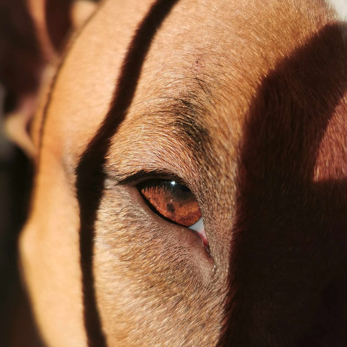 Jack a rejoint le concours — aidez-le/la à gagner de superbes lots ! animal, beagle, bulldog, canine, dog, fox, frenchbulldog, goat, hound, husky, labradorretriever, livestock, person, pet, pitbull, pointer, puppy, snout, whitedog