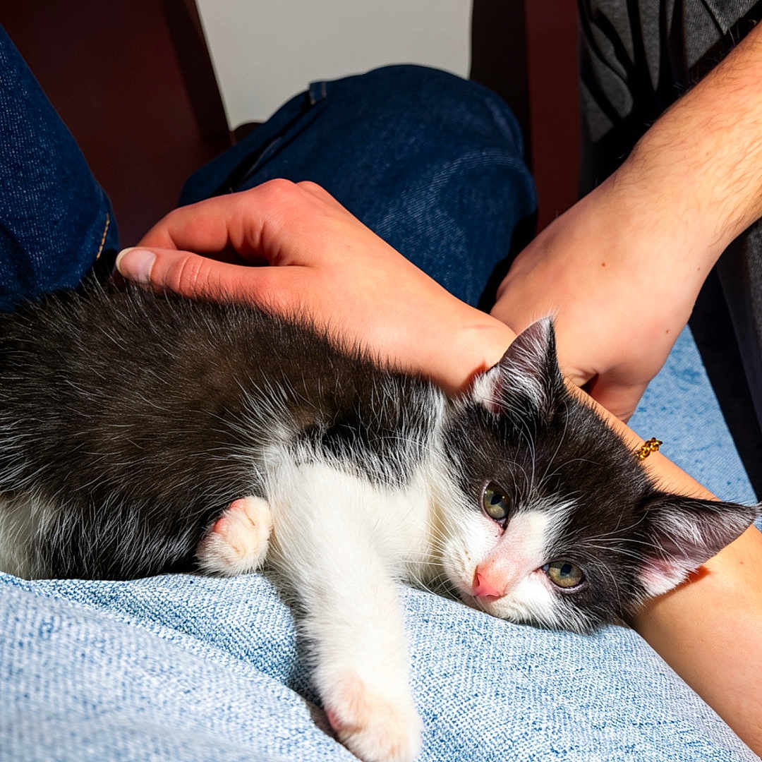 Graoully a rejoint le concours — aidez-le/la à gagner de superbes lots ! kitten, cat, black_and_white, pet, lap, hand, resting, indoor, cozy, sleepy, person, clothing, blue_jeans, casual, furniture, table, controller, relaxation, domestic, companionship