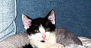 Graoully a rejoint le concours — aidez-le/la à gagner de superbes lots ! kitten, cat, black_and_white, pet, animal, feline, cozy, bed, couch, indoor, cute, relaxed, fur, pink_nose, whiskers, sitting, looking, young, small, domestic