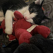 Graoully participe au concours pour gagner de l'argent avec cette photo : cat, kitten, plush_toy, red_toy, black_and_white, indoor, blanket, patterned_blanket, cute, pet, playful, lying_down, close_up, animal, young_cat, fur, whiskers, claws, domestic_animal, resting