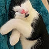 Graoully a rejoint le concours — aidez-le/la à gagner de superbes lots ! adorable, animal, black_and_white, blanket, cat, close_up, cozy, cute, domestic_animal, fur, indoor, peaceful, pet, pink_nose, relaxing, resting, sleeping, soft_texture, teal, whiskers
