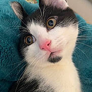 Graoully participe au concours pour gagner de l'argent avec cette photo : animal, black_and_white, cat, close_up, curious, cute, domestic_cat, feline, fluffy, golden_eyes, indoor, kitten, pet, pink_nose, portrait, resting, soft_blanket, teal_blanket, whiskers, young_cat