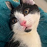 animal, black_and_white, cat, close_up, curious, cute, domestic_cat, feline, fluffy, golden_eyes, indoor, kitten, pet, pink_nose, portrait, resting, soft_blanket, teal_blanket, whiskers, young_cat