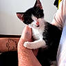Graoully participe au concours pour gagner de l'argent avec cette photo : kitten, cat, black_and_white, pet, animal, cute, person, hand, tattoo, indoor, feline, fur, whiskers, young, looking, holding, curious, portrait, domestic_animal, closeup