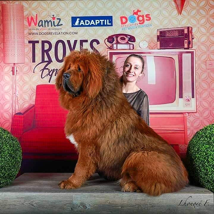Likyang a rejoint le concours — aidez-le/la à gagner de superbes lots ! ancient_dog_breeds, canidae, carnivore, caucasian_shepherd_dog, chow_chow, companion_dog, dog, dog_breed, giant_dog_breed, lion, mammal, sporting_group, tibetan_mastiff, vertebrate