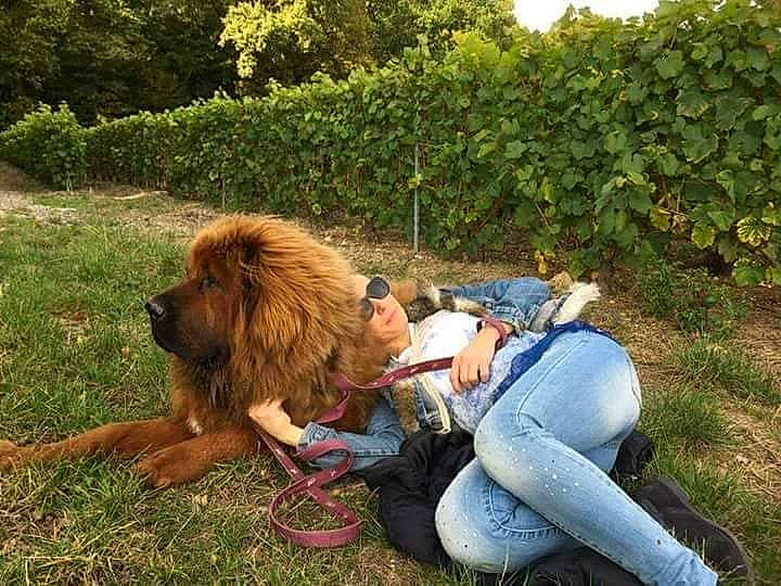 Likyang a rejoint le concours — aidez-le/la à gagner de superbes lots ! canidae, carnivore, companion_dog, dog, dog_breed, giant_dog_breed, grass, leonberger, mammal, masai_lion, sporting_group, vertebrate