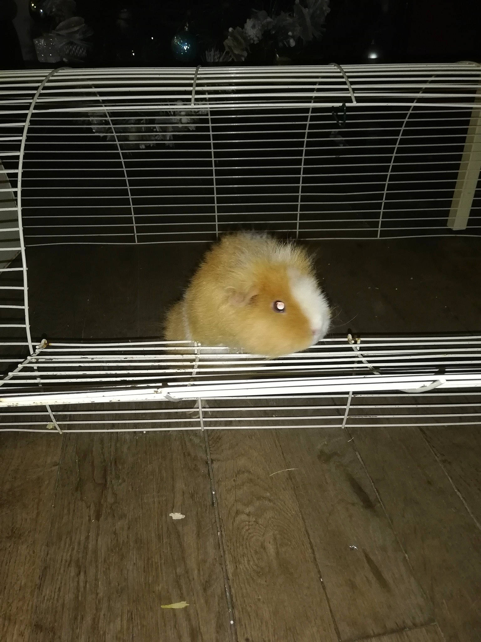 Cracotte participe au concours pour gagner de l'argent avec cette photo : animal_shelter, cage, fawn, guinea_pig, hamster, mouse, muridae, muroidea, pomeranian, rat, rodent, spitz, whiskers