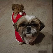 Flora participe au concours pour gagner de l'argent avec cette photo : dog, small_dog, pet, fur, red_clothing, pom_pom, wooden_floor, indoor, looking_up, shadow, curious, cute, animal, companion, domestic, adorable, fluffy, brown_and_white, standing, costume