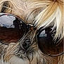 dog, close_up, sunglasses, fur, nose, pet, animal, cute, shaggy, portrait, face, eyewear, fashion, accessory, funny, canine, muzzle, whiskers, outdoor, cool