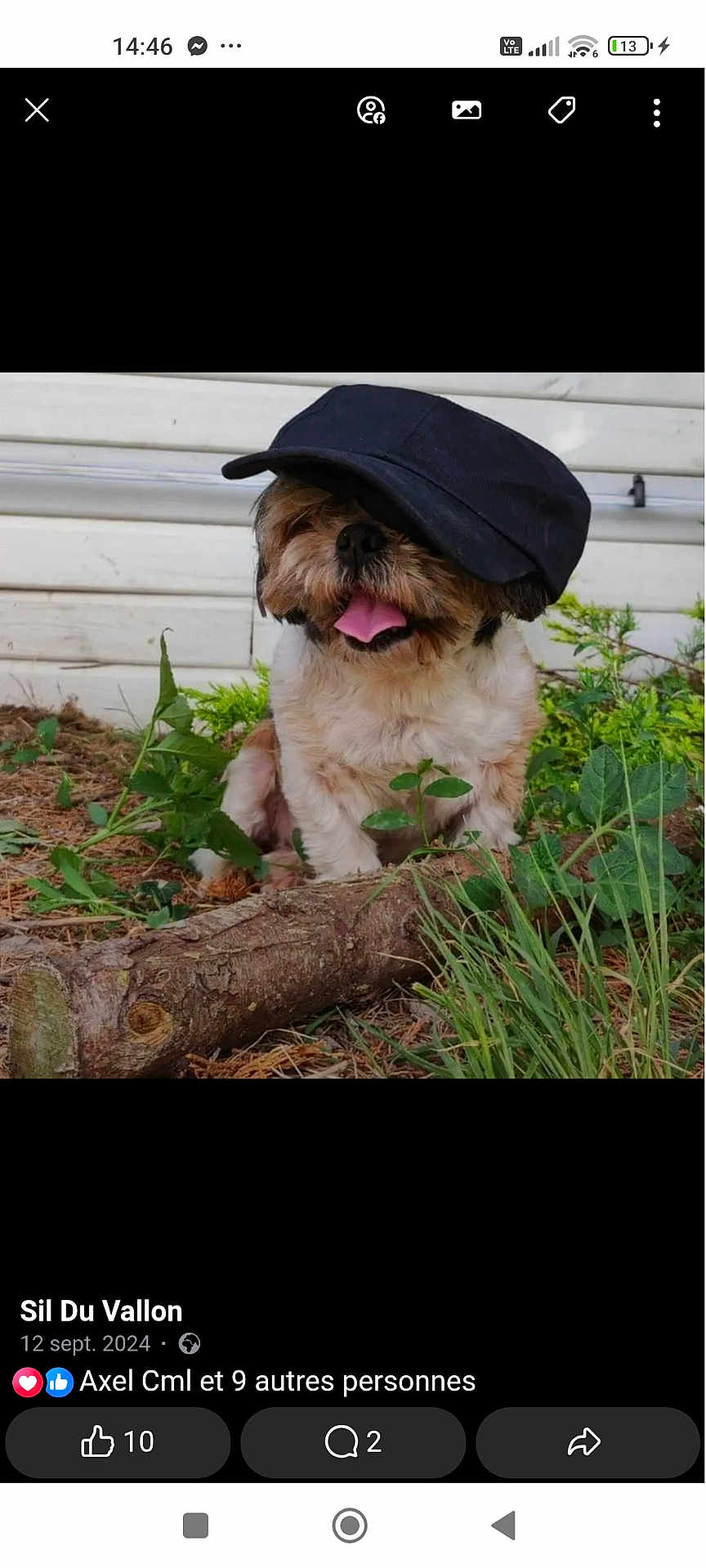 Flora participe au concours pour gagner de l'argent avec cette photo : dog, cap, outdoor, grass, plants, tongue_out, cute, pet, fluffy, animal, nature, brown, white, sitting, playful, hat, small_dog, leaf, ground, nose