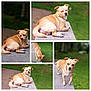 Mo'Gle is registered to the contest to win money with this photo: dog, tan_dog, outdoor, greenery, concrete_ledge, collage, pet, canine, snout, ears, paws, tail, fur, animal, mammal, walking, lying_down, curious, relaxed, nature