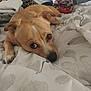 dog, bed, blanket, fabric, indoor, pet, canine, looking_up, resting, tan_color, fur, paw, sleepy, cozy, domestic, cute, animal, companion, home, soft