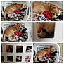 Mo'Gle is registered to the contest to win money with this photo: dog, laundry_basket, clothes, indoor, pet, sleeping, resting, close_up, cozy, brown_dog, plastic_basket, fabric, animal, cute, portrait, relaxed, home, furniture, soft, nap