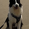 dog, black_and_white, sitting, beach, sand, wet_fur, harness, leash, outdoor, pet, canine, animal, smiling, sunlight, shadow, fur, happy, nature, companion, playful