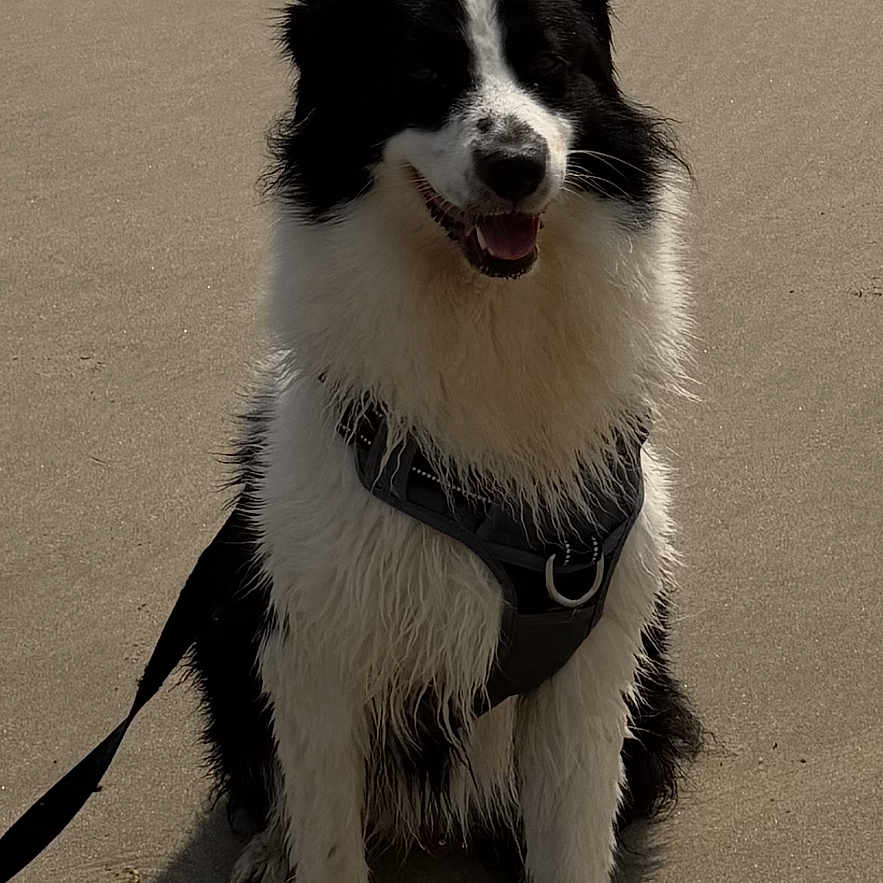 Lyvia a rejoint le concours — aidez-le/la à gagner de superbes lots ! dog, black_and_white, sitting, beach, sand, wet_fur, harness, leash, outdoor, pet, canine, animal, smiling, sunlight, shadow, fur, happy, nature, companion, playful