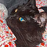 cat, black_cat, animal, pet, feline, close_up, face, eye, fur, whiskers, indoor, blanket, floral_pattern, colorful, cozy, resting, portrait, cute, soft, domestic_cat