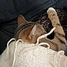 Maya participe au concours pour gagner de l'argent avec cette photo : cat, tabby, sleeping, blanket, paw, cozy, indoor, resting, feline, striped, soft, fur, relaxed, comfort, bed, cute, animal, pet, warm, napping