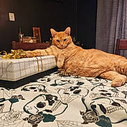 Dude joined the competition — help win amazing prizes! cat, orange_tabby, gift_box, tablecloth, skull_pattern, indoor, furniture, chair, curtains, relaxed, pet, animal, domestic_cat, table, decor, ribbon, wrapped_present, feline, resting, orange_fur