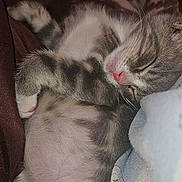Lucky is registered to the contest to win money with this photo: cats, kitten, sleeping, cuddling, pet, furry, striped, tabby, white_fur, pink_nose, closed_eyes, belly, whiskers, paws, blanket, bed, indoors, cozy, cute, relaxed