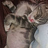 cats, kitten, sleeping, cuddling, pet, furry, striped, tabby, white_fur, pink_nose, closed_eyes, belly, whiskers, paws, blanket, bed, indoors, cozy, cute, relaxed