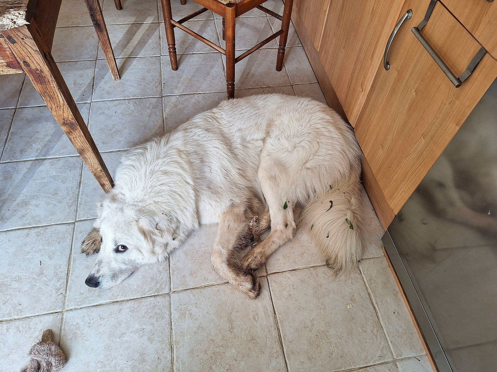 Than participe au concours pour gagner de l'argent avec cette photo : canidae, carnivore, companion_dog, dog, dog_breed, fawn, felidae, flooring, fur, hardwood, livestock_guardian_dog, pet_supply, small_to_medium_sized_cats, snout, sporting_group, street_dog, tail, terrestrial_animal, wood, working_animal
