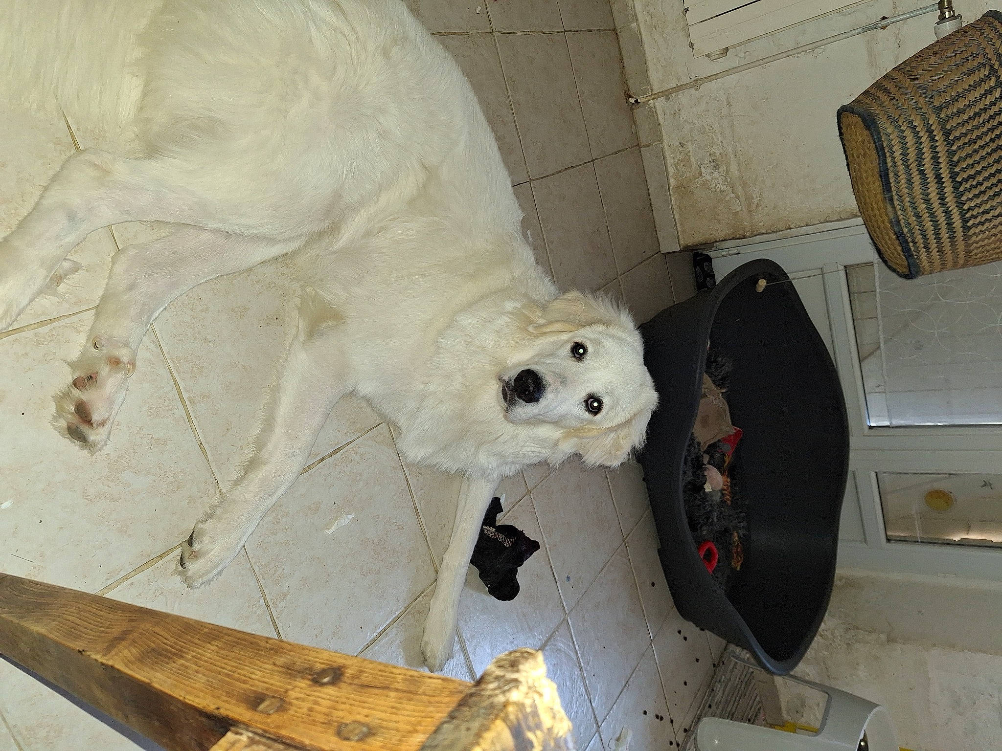 Than a rejoint le concours — aidez-le/la à gagner de superbes lots ! auto_part, automotive_wheel_system, canidae, carnivore, companion_dog, dog, dog_breed, flooring, fur, hardwood, plywood, polar_bear, room, skull, sporting_group, stuffed_toy, teddy_bear, terrestrial_animal, toy, wood