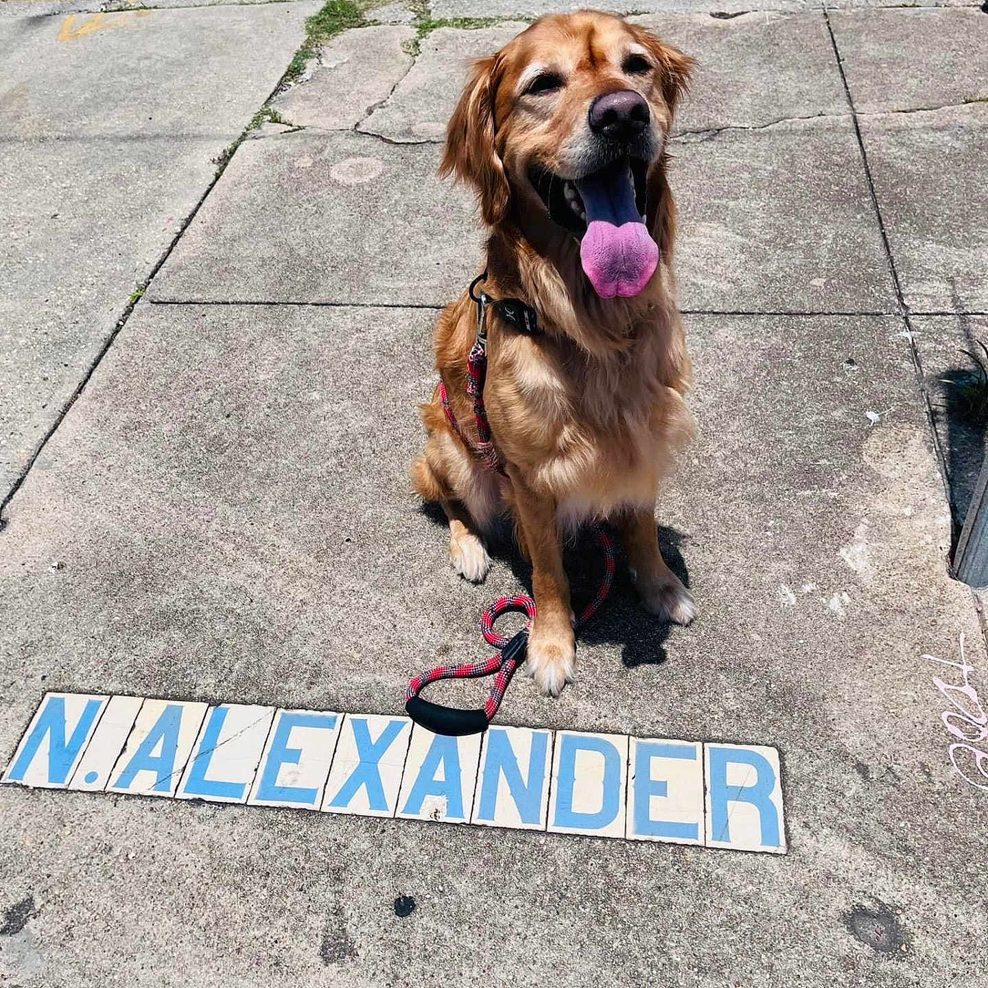 Alex joined the competition — help win amazing prizes! accessories, animal, canine, dog, goldenretriever, leash, number, path, person, pet, puppy, racket, sidewalk, sport, strap, symbol, tennis, tennisracket, text, walkingdog