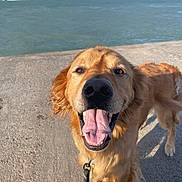 Alex joined the competition — help win amazing prizes! animal, beach, bodypart, canine, coast, cockerspaniel, dog, goldenretriever, labradorretriever, mouth, nature, outdoors, person, pet, puppy, sea, shoreline, tongue, water, waterfront