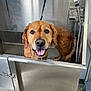 Alex joined the competition — help win amazing prizes! animal, bathing, bathroom, bathtub, canine, cockerspaniel, dog, dogbed, doghouse, goldenretriever, hottub, hound, indoors, person, pet, policedog, puppy, room, shower, tub