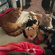 Lil Foote is registered to the contest to win money with this photo: animal, bed, blanket, cat, cozy, cream_cat, cushion, domestic, fur, furniture, indoor, jacket, orange_cat, pet, playful, relaxed, resting, room, stuffed_animal, whiskers