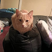 Boujee joined the competition — help win amazing prizes! cat, ginger_cat, pet, indoor, furniture, couch, leather, armrest, pillow, blanket, living_room, feline, domestic_animal, looking, cute, animal, whiskers, ears, relaxed, home