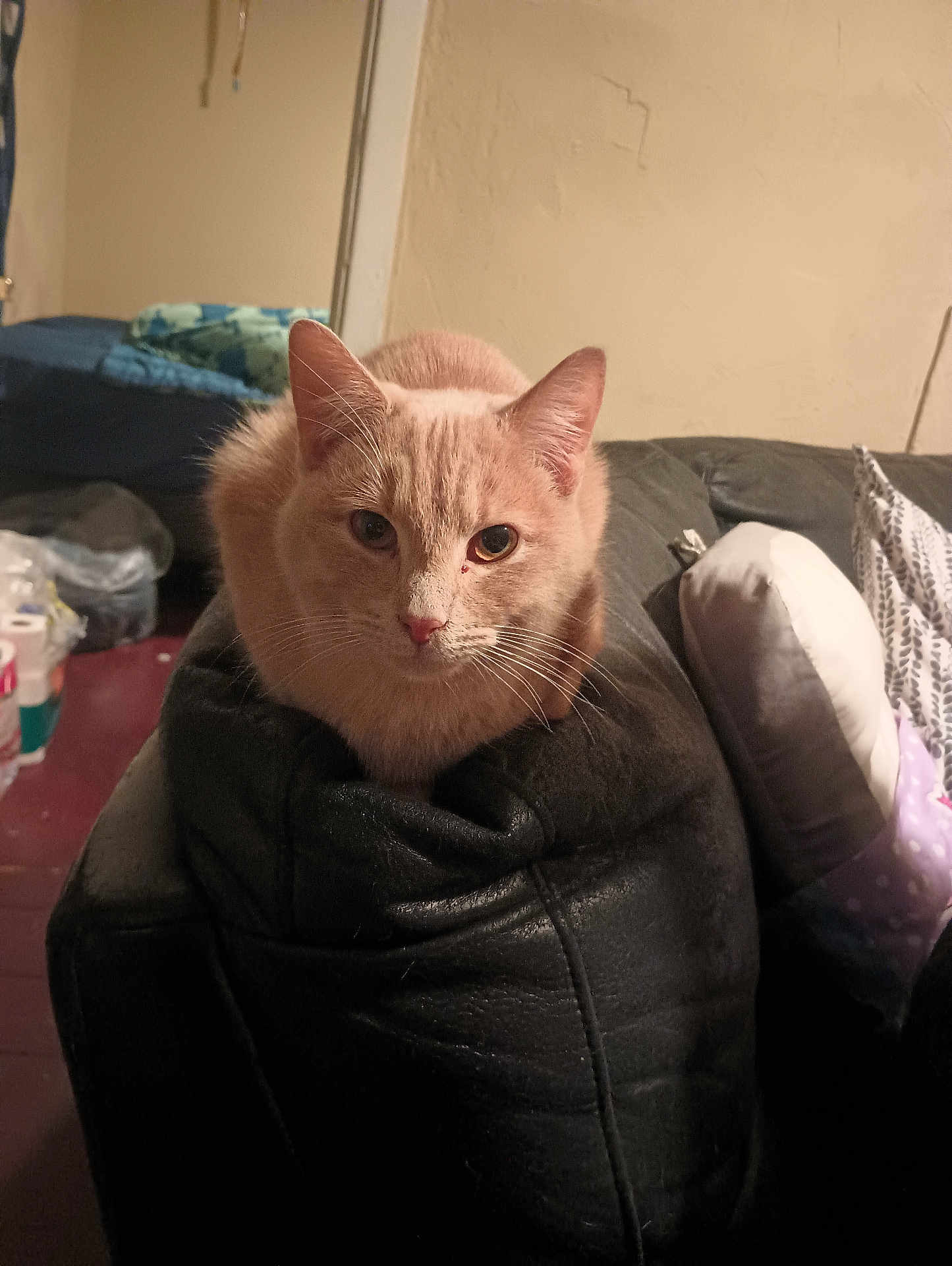 Boujee joined the competition — help win amazing prizes! cat, ginger_cat, pet, indoor, furniture, couch, leather, armrest, pillow, blanket, living_room, feline, domestic_animal, looking, cute, animal, whiskers, ears, relaxed, home