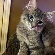 Mr. Bigglesworth is registered to the contest to win money with this photo: animal, cat, closeup, couch, cute, domestic, ears, eyes, feline, fluffy, fur, gray_fur, indoor, kitten, pet, portrait, relaxed, soft_lighting, tabby, whiskers